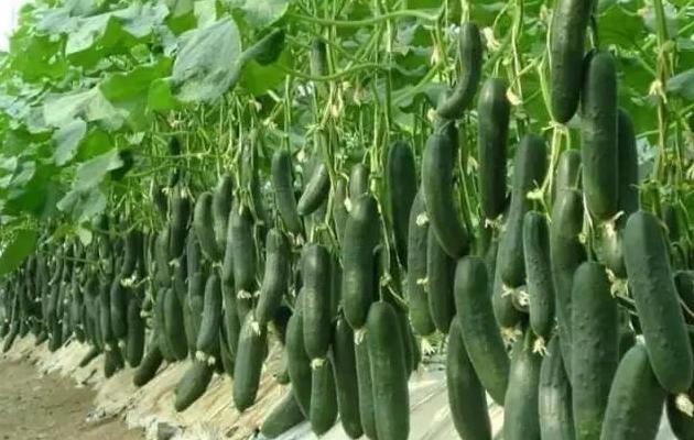 蔬菜种植没销路怎么办,蔬菜种植过程中资金不够该怎么办