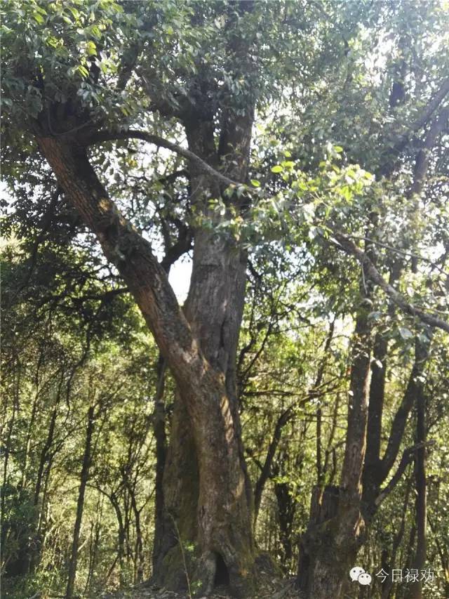 禄劝九龙石牛山原始森林,云南禄劝县团街镇卓干山原始森林