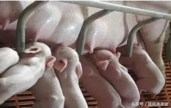 母猪啥时候产仔？老兽医掐指一算，就可以判断！