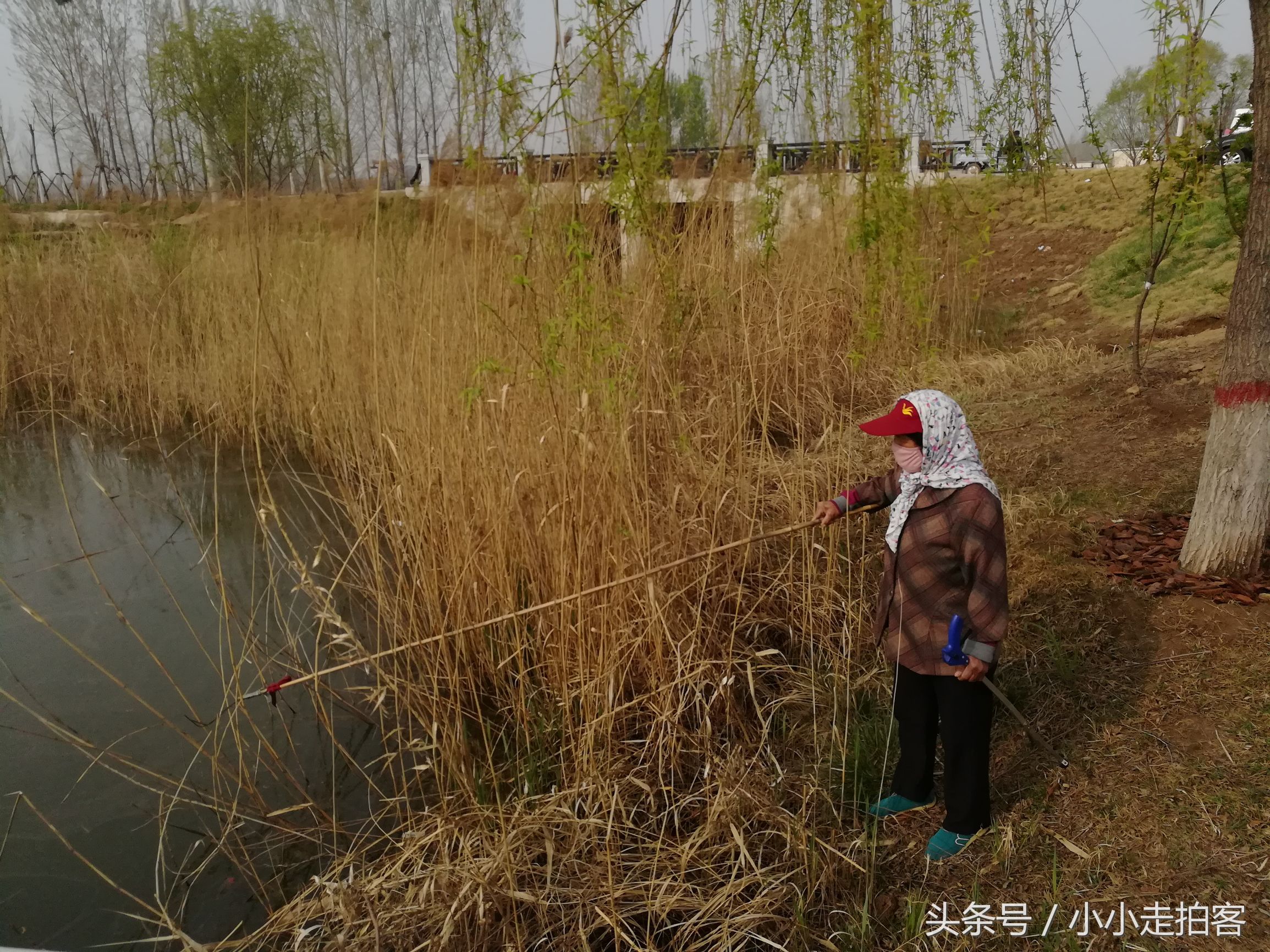 郁金香恶魔,传说中的郁金香种子