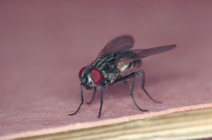 苍蝇能有什么用,苍蝇可以干什么用