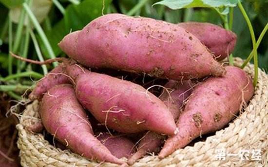 农业创业100个好项目,10个农业全产业链模式