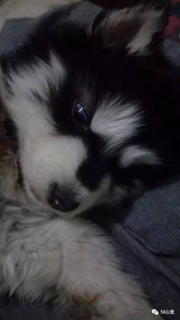 我是怎样把狗养死的：狗狗偷吃了1斤葡萄，差点被死神带走