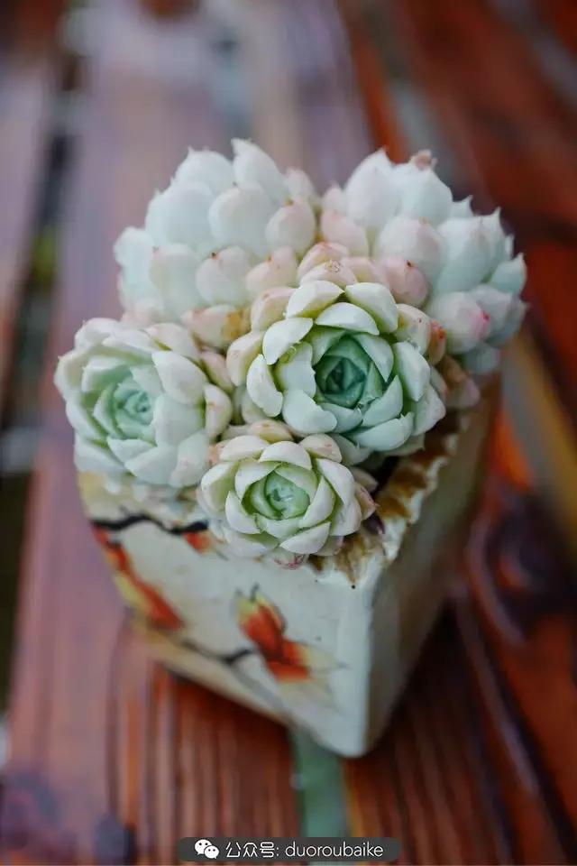 春雨多肉精品,包邮区的多肉