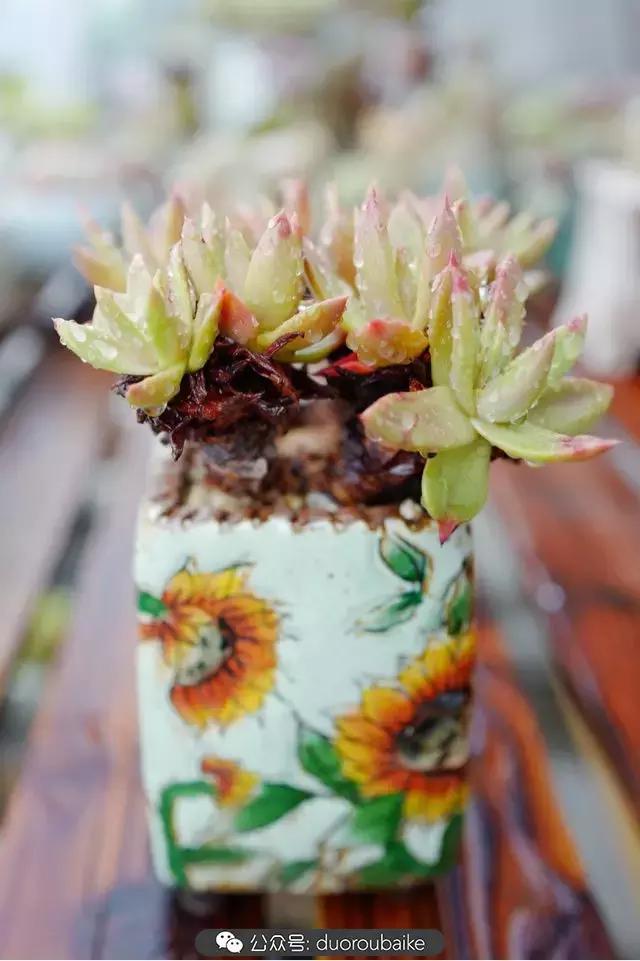 春雨多肉精品,包邮区的多肉