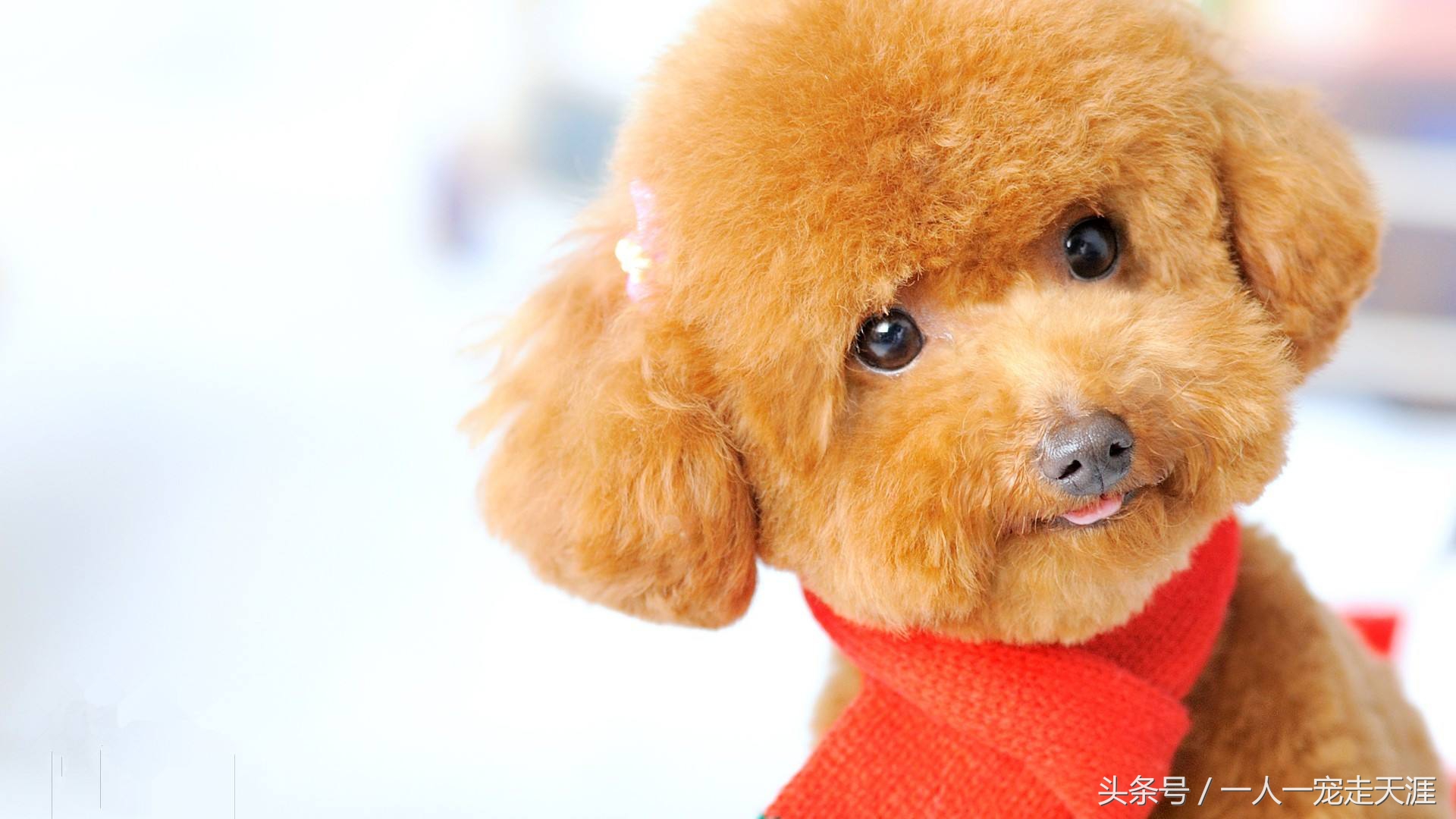 最可爱的四种宠物,10种最可爱的宠物狗