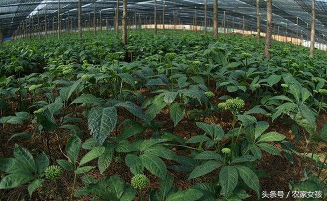 亩产500斤，每斤500元，究竟是致富项目还是种植*局骗**？