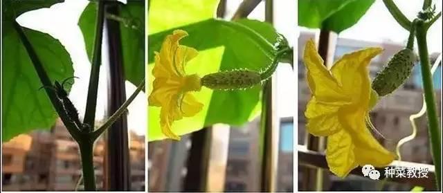 阳台黄瓜种植间距多少合适,阳台种植黄瓜视频教程