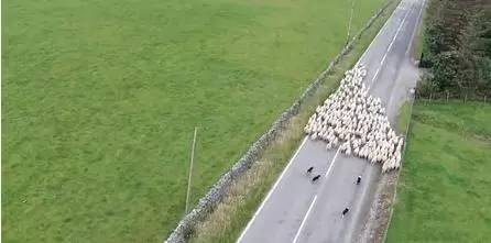 边牧这么聪明为什么很少人养,边牧太胆小了什么都教不会