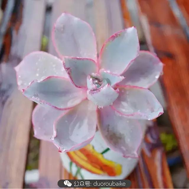 娇艳欲滴的多肉植物,春雨中多肉图片大全