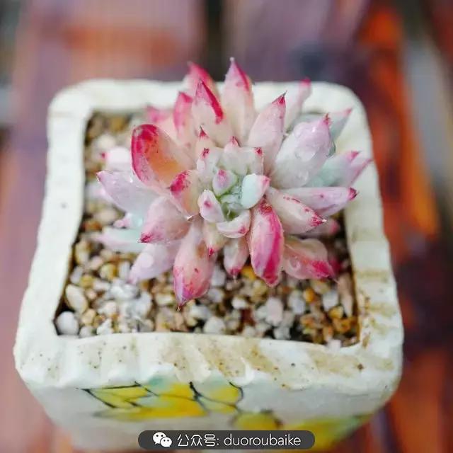 春雨多肉精品,包邮区的多肉