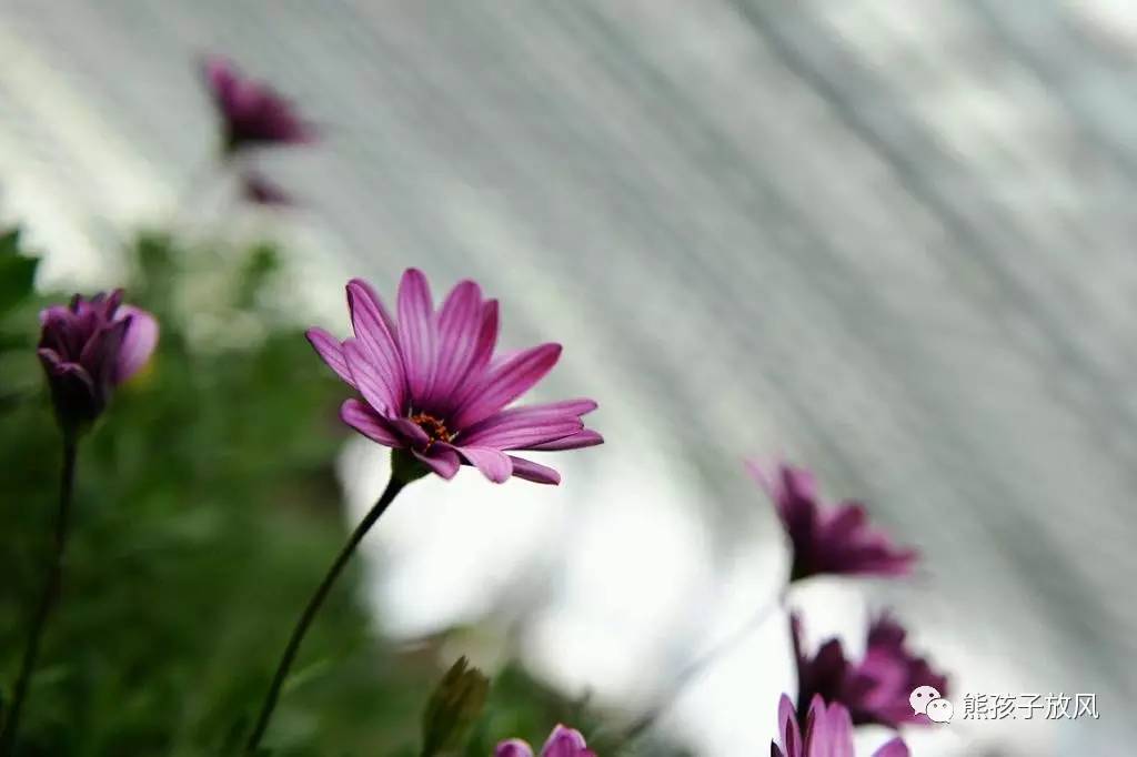 带孩子去新加坡游玩三天攻略 (带娃新加坡旅游攻略)