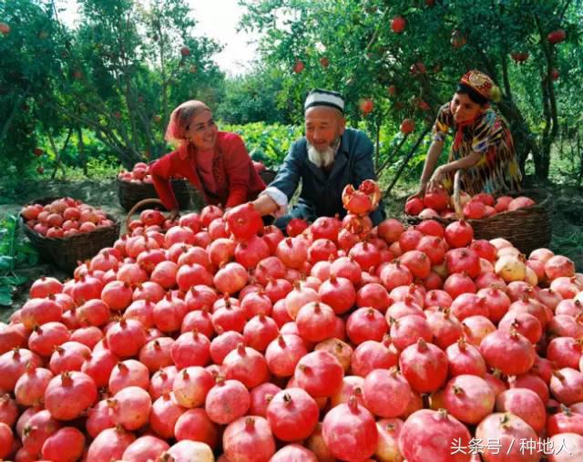 石榴怎样剪枝才高产,石榴几年开始高产