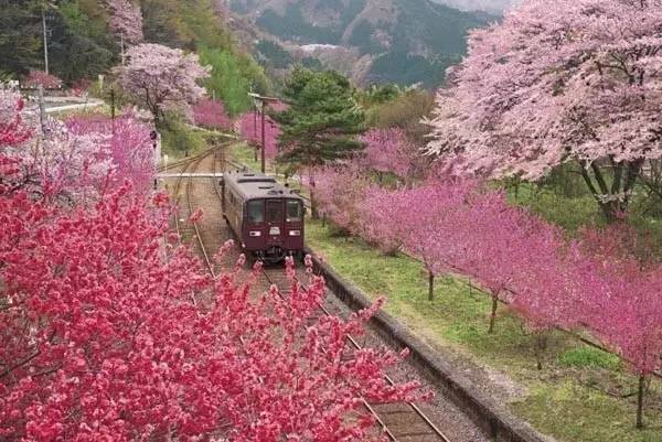 又到一年赏樱时,又到赏樱花拍照季节