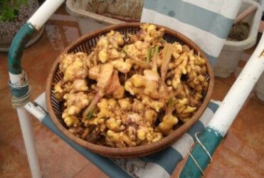 盆栽生姜最好的方法,盆栽生姜几月份收获