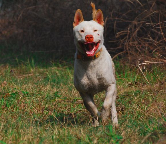 “中华名猎”下司犬：几近灭绝的国产品种，很多比大熊猫还要珍贵