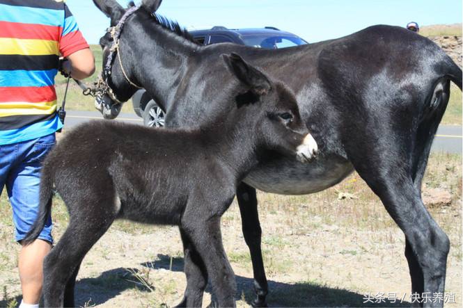 养驴基地驴苗价格,驴苗一只多少钱养驴风险大不大