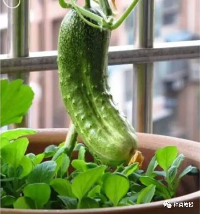 阳台黄瓜种植间距多少合适,阳台种植黄瓜视频教程
