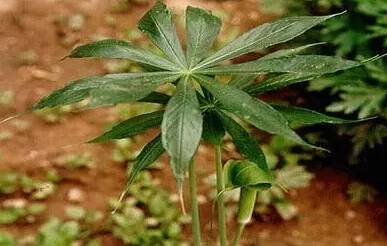 鲅鱼圈附近哪里可以挖野菜,盖州鲅鱼圈挖野菜