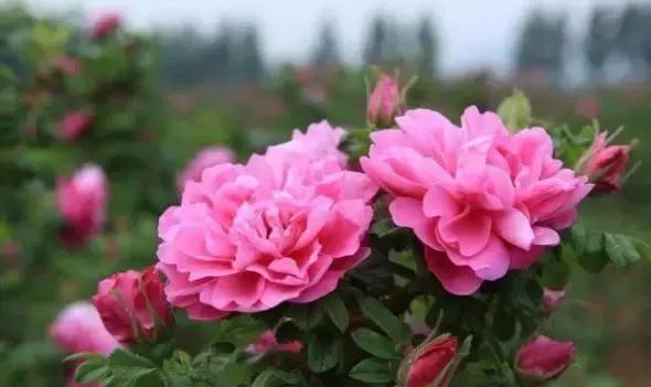 济南春游的好地方推荐,济南适合春游的地方