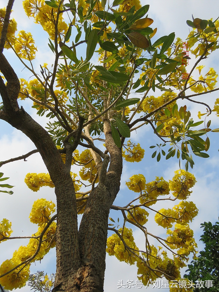 三亚黄花风铃花,三亚黄花风铃