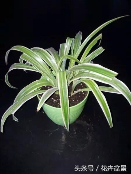 烂根花卉怎么处理,最容易烂根的3种花卉