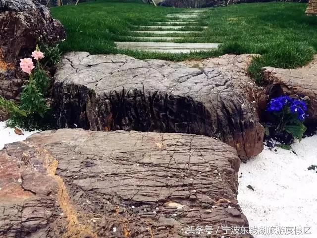 南苑花博园郁金香,除了郁金香还有什么花好看