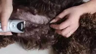 老板我要请假！不是因为我病了，而是因为我家狗要生啦