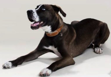 狗狗得了细小会便血吗,狗狗便血不呕吐活泼