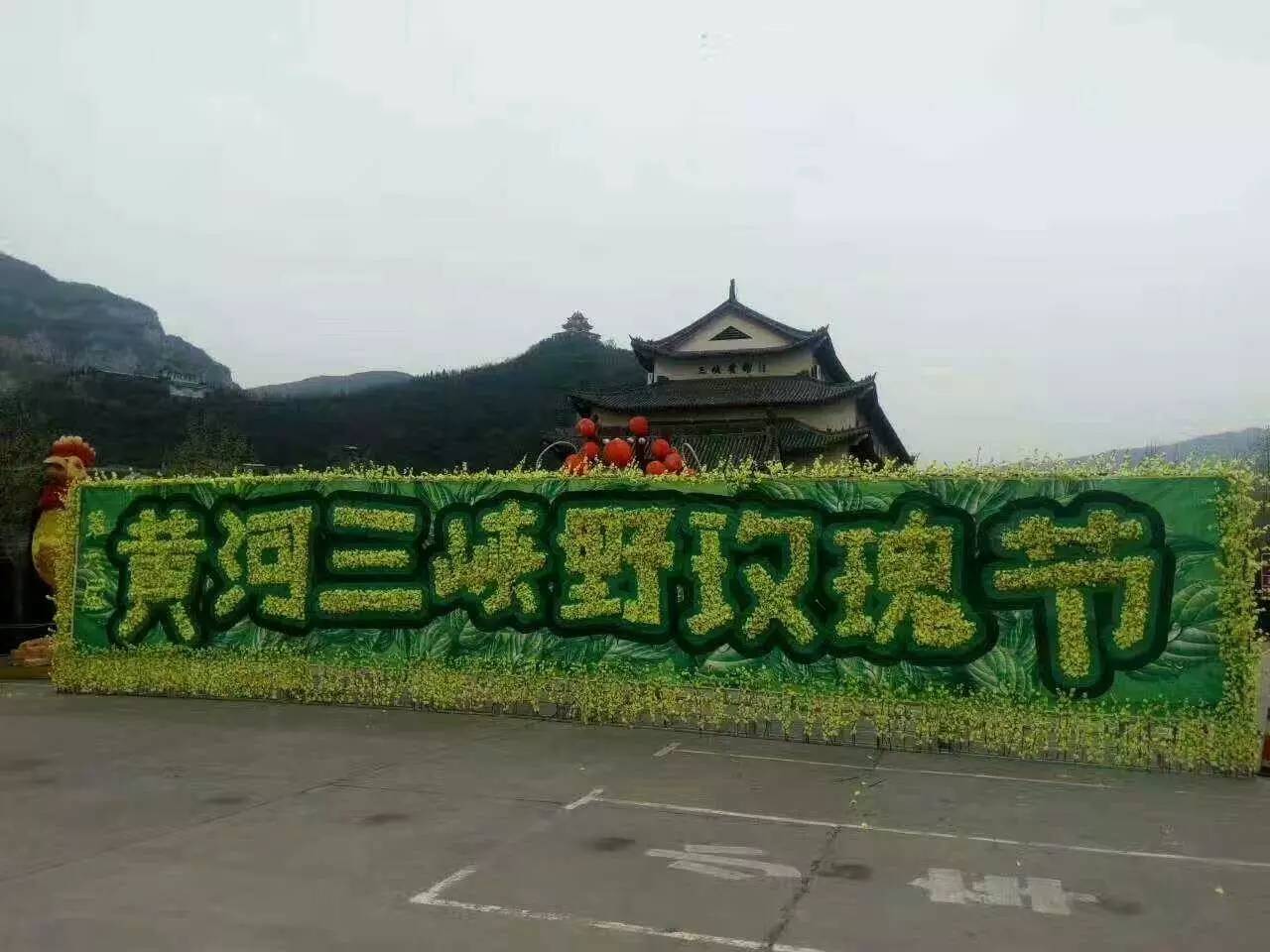 新疆的野玫瑰植物,济源野玫瑰花