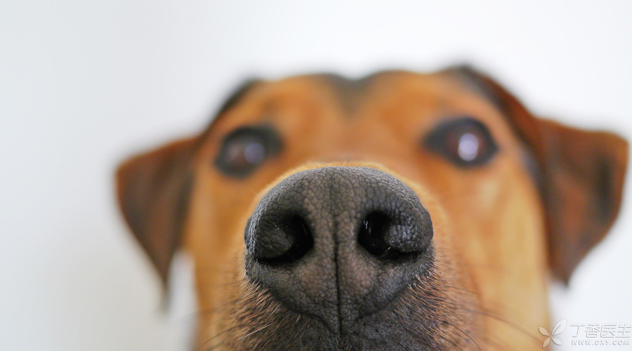 怀孕后胃口完全变了,怀孕后嗅觉变化