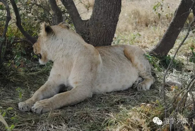 一生必去一次的非洲坦桑尼亚｜回归狂野