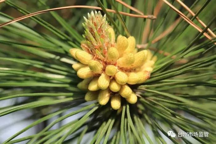 正宗天下第一粉是真的吗,天下第一粉真的假的