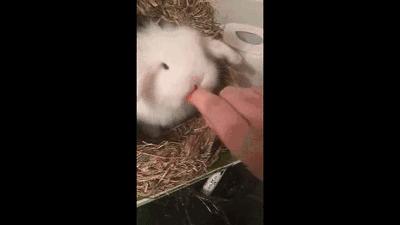 想以铲屎官的名义问问你，到底能不能记得我的好？