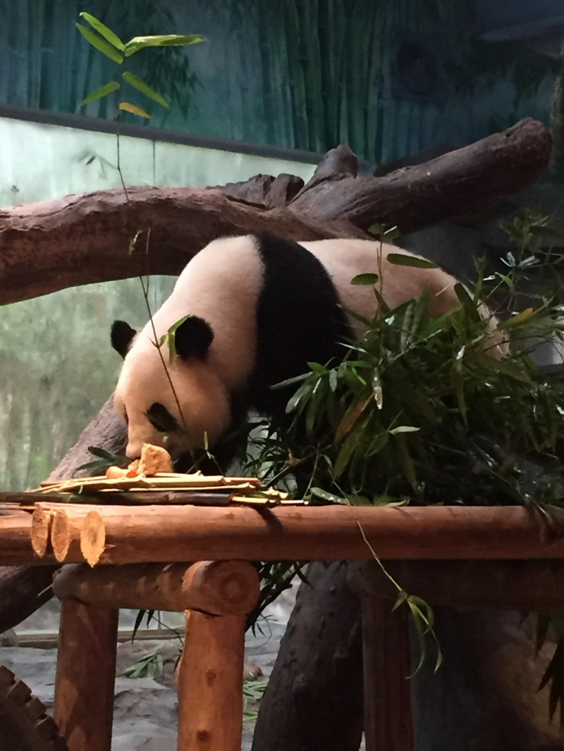 番禺长隆野生动物园2天1晚攻略,番禺长隆野生动物园旅游路线