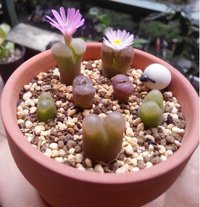 浙大女博士钟情DIY皮革小物，亲手打造独一无二的精神藏品