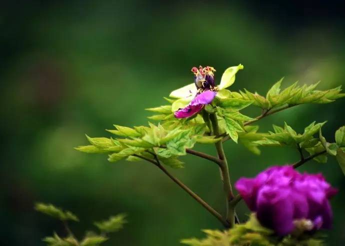 春季繁花盛开诗词,诗词鉴赏品读好诗词