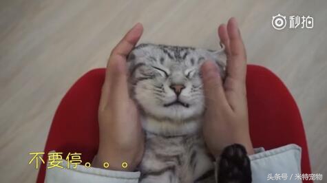 妹子终于如愿狠狠地撸猫咪，猫咪：谁让你停的