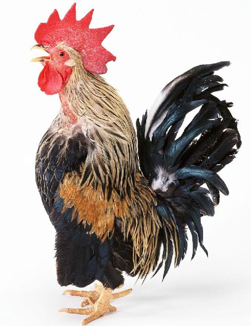 梦见成群的鸡是什么意思,梦见鸡猪成群是咋回事