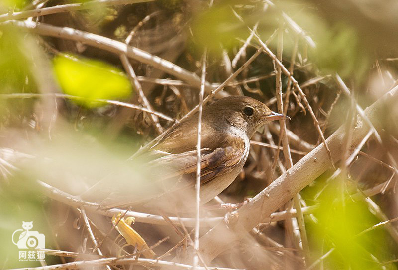 中东荒漠中的“特殊旅行”