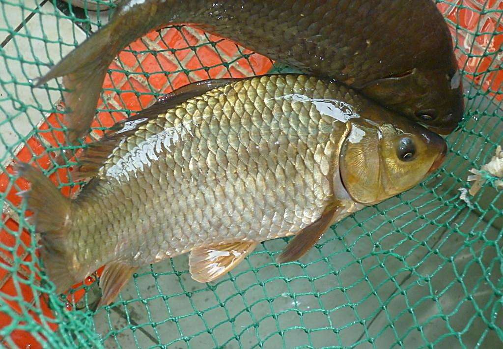 最好吃的100种鱼图片,十大最好吃的鱼视频