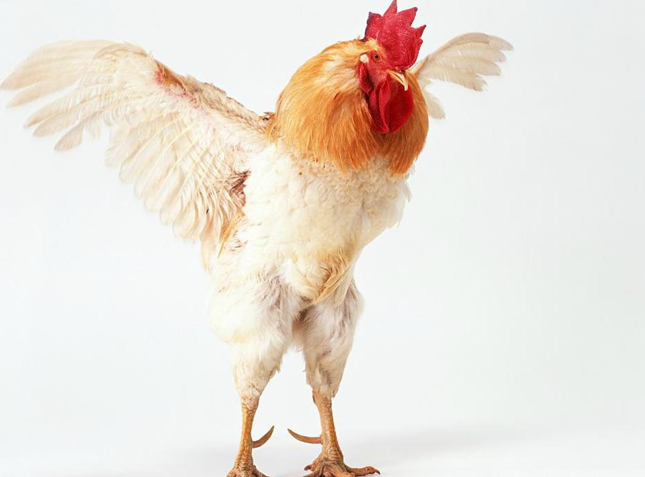 梦见成群的鸡是什么意思,梦见鸡猪成群是咋回事