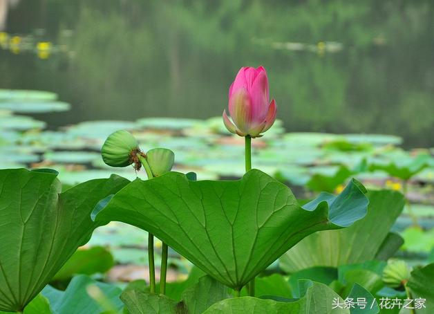 生如夏花之绚烂死如秋叶静美全文,生如夏花之绚烂死如秋叶静美感悟