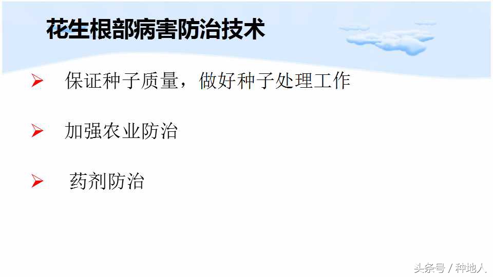 已经开始种花生了怎么种,马上要种花生了