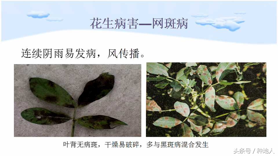 已经开始种花生了怎么种,马上要种花生了