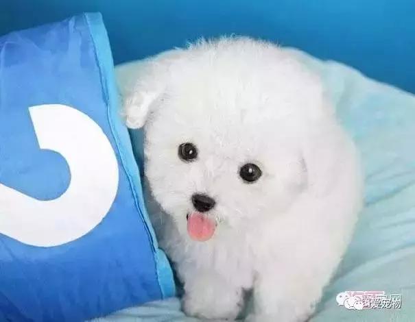 怎样辨别真假泰迪狗狗品种,如何识别泰迪狗的真假