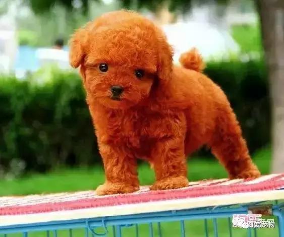 怎样辨别真假泰迪狗狗品种,如何识别泰迪狗的真假