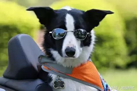 放羊是德牧好还是边境牧羊犬好,边境牧羊犬真的可以帮助放羊吗