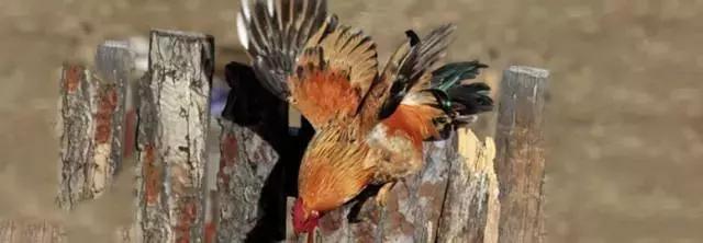 9种奇葩的动物蛋,这些奇葩的鸡蛋你见过吗