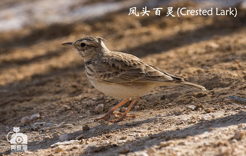 以色列,闯入“禁区”的观鸟人